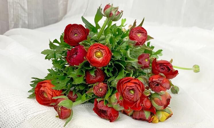 洋牡丹怎么养护？洋牡丹这样养护，才能开花艳丽