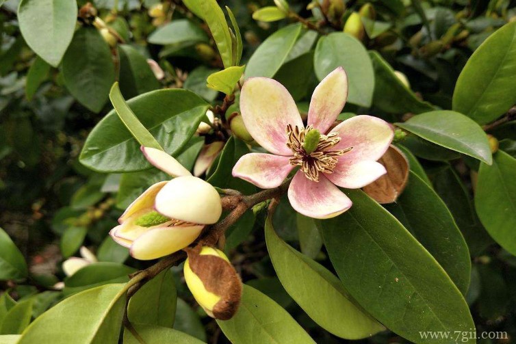 含笑花叶子长黑斑脱落怎么办？