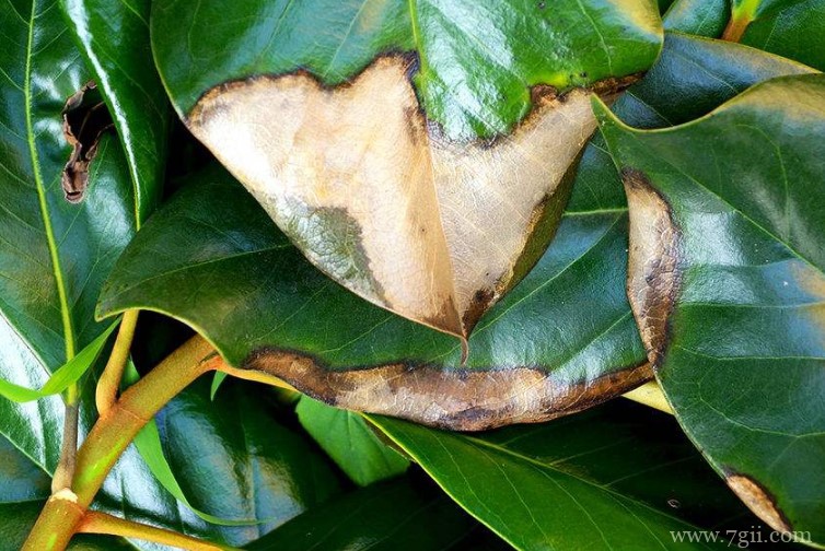 含笑花叶子长黑斑脱落怎么办？