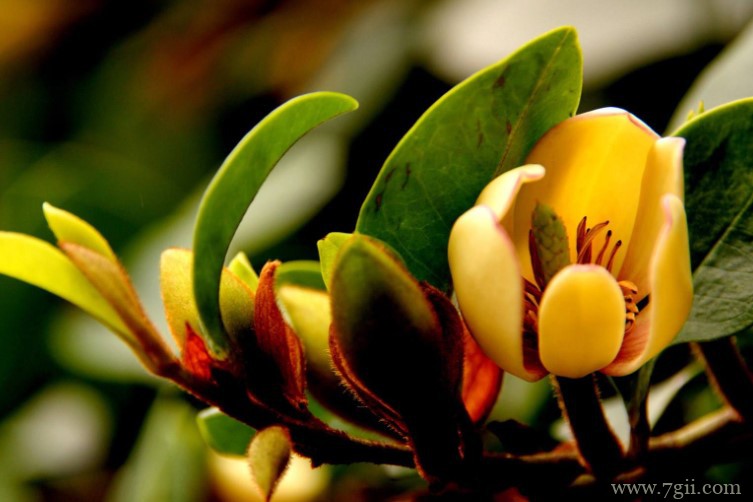 含笑花叶子长黑斑脱落怎么办？