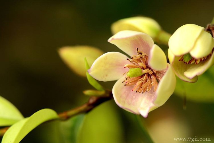 含笑花的有没有毒？含笑花为什么没香味？