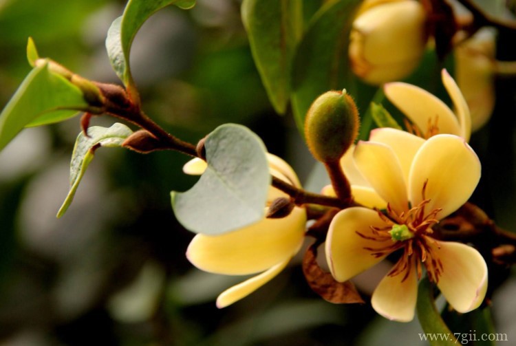 含笑花怎么养开花更多？