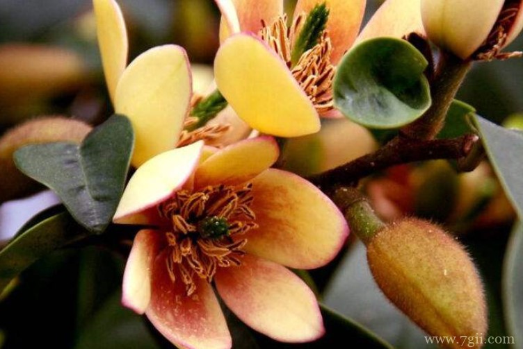 含笑花怎么养开花更多？