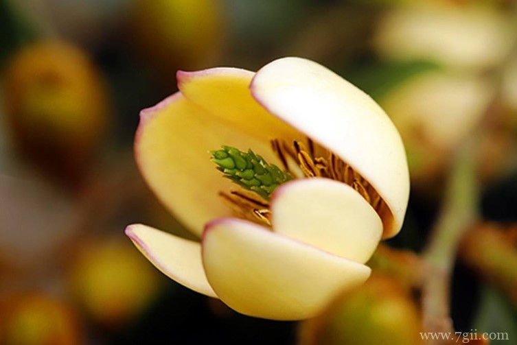 含笑花和白兰花有哪些区别？