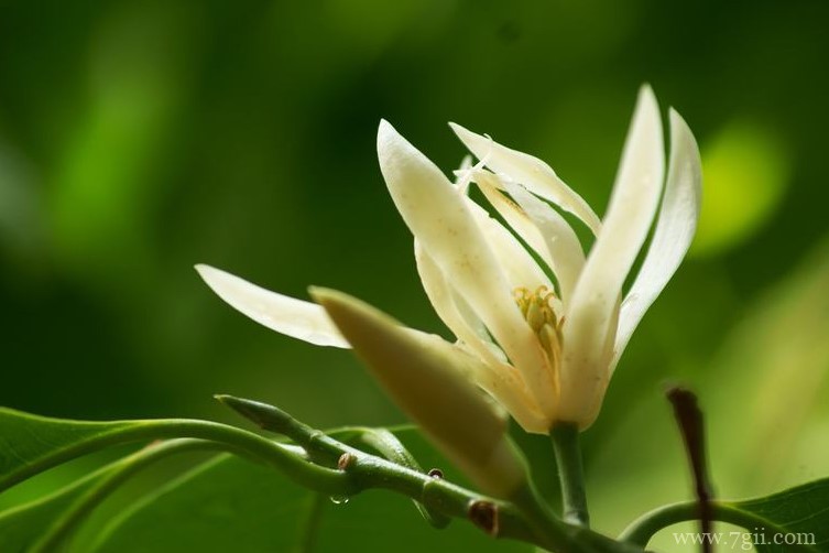 含笑花和白兰花有哪些区别？