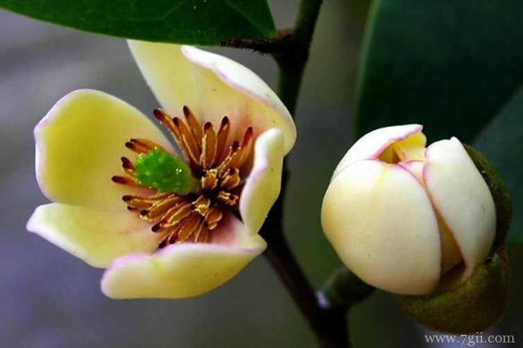 含笑花和白兰花有哪些区别？