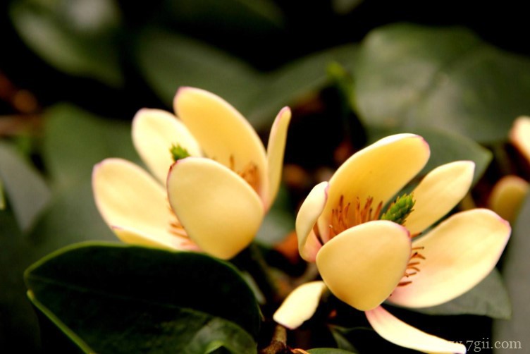 含笑花的花语是什么？