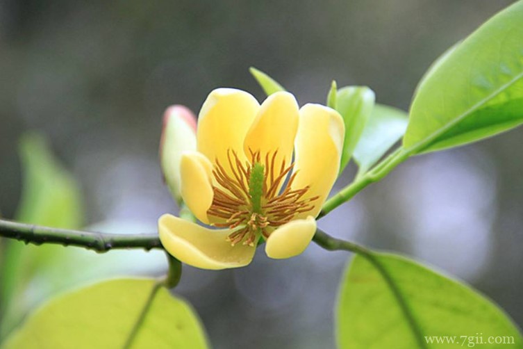 含笑花的花语是什么？