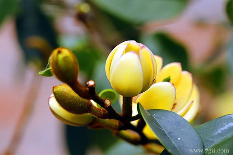 含笑花的花语是什么？