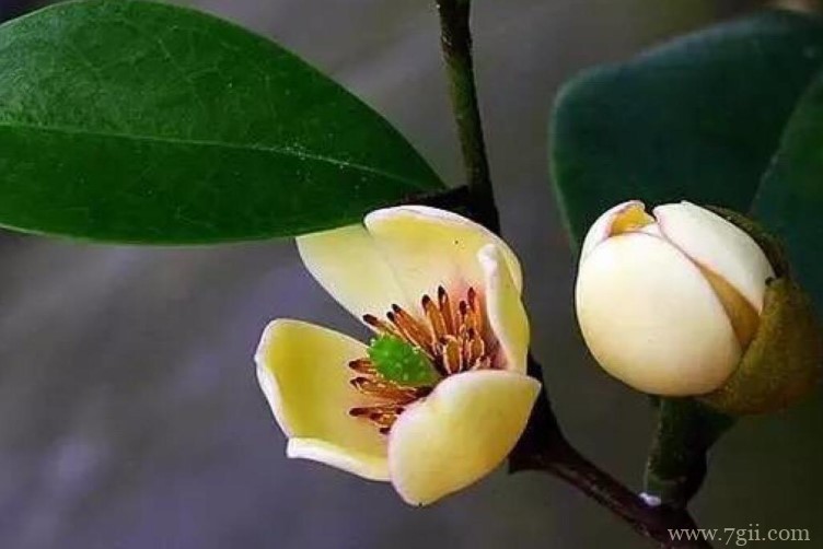 含笑花一般什么时候开花？