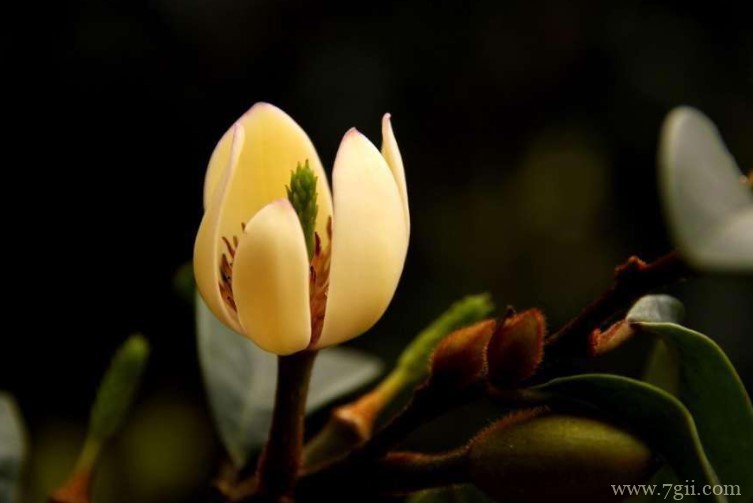 含笑花怎么养护？