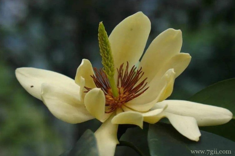 含笑花的品种有哪些？