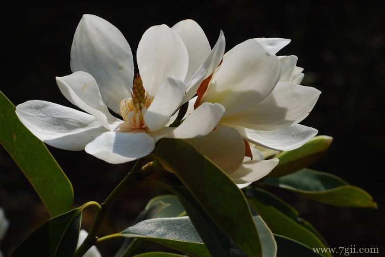 含笑花的品种有哪些？