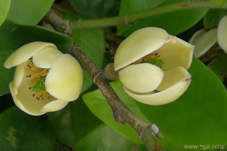 含笑花有什么作用？