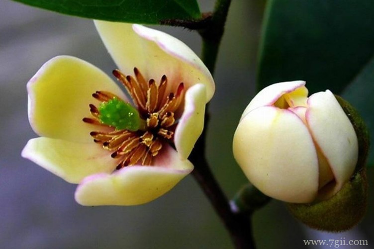 含笑花有什么作用？