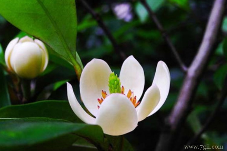 含笑花有什么作用？