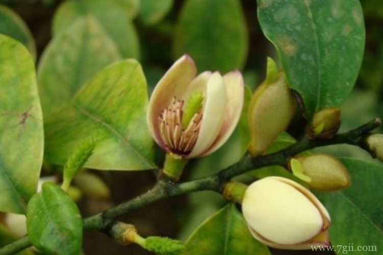 含笑花叶子发黄发黑的原因以及解决方法