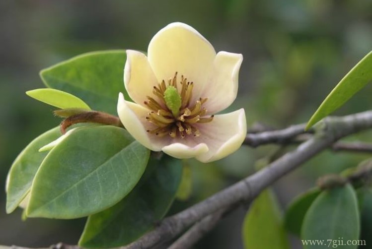 含笑花叶子发黄发黑的原因以及解决方法