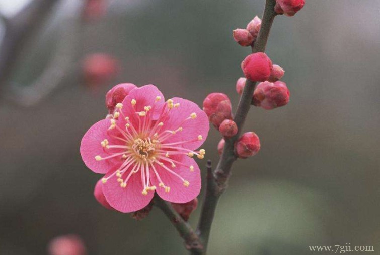 淮北市的市花是什么？