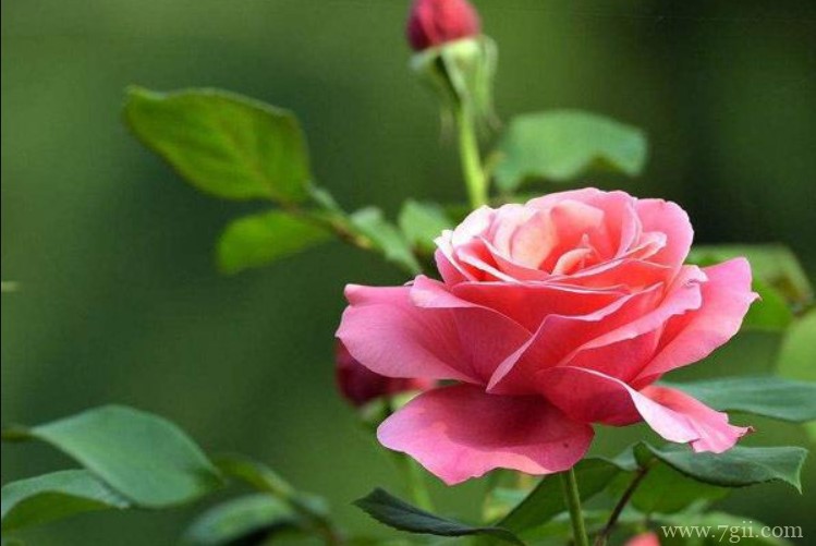 淮北市的市花是什么？