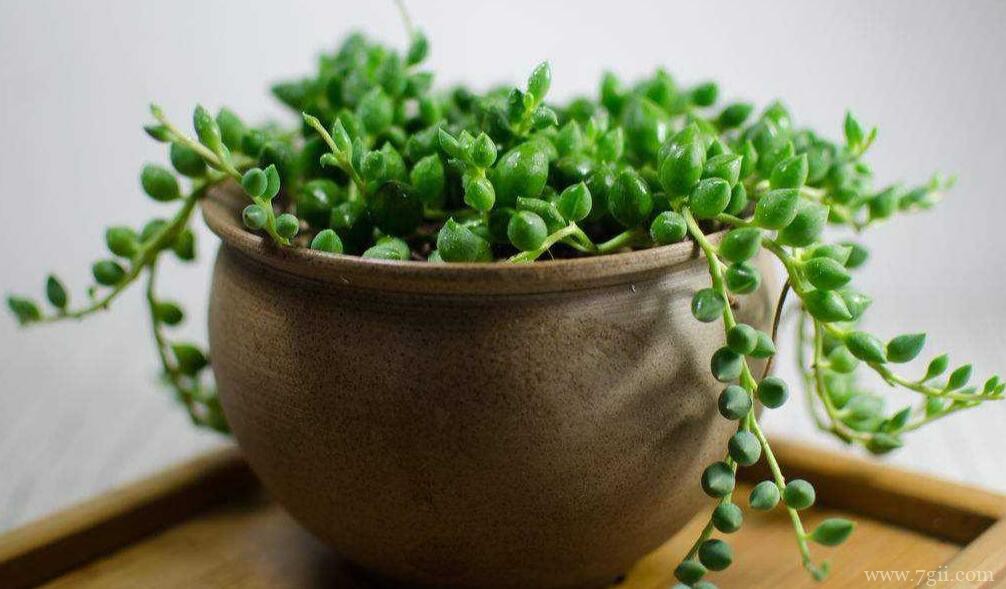 珍珠吊兰夏天怎么养殖？