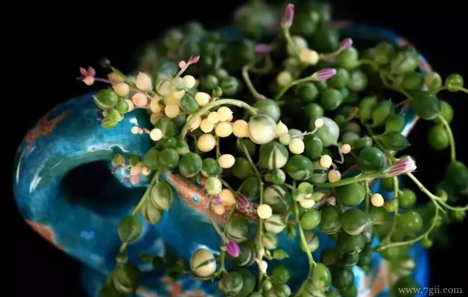 珍珠吊兰夏天怎么养殖？