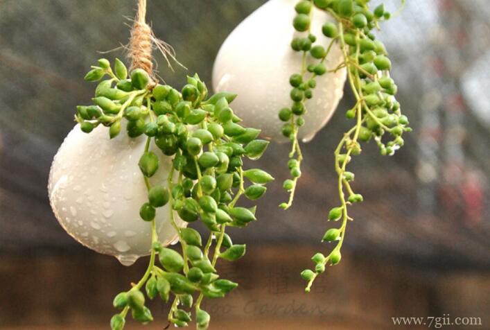 珍珠吊兰夏天怎么养殖？