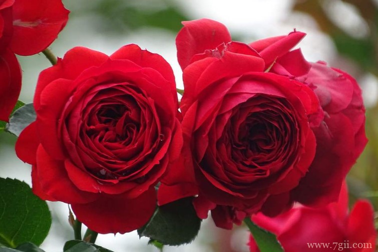 蚌埠市的市花是什么？