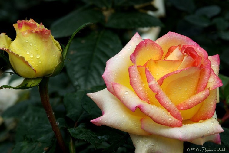 蚌埠市的市花是什么？