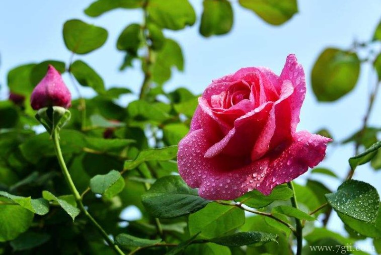 宿州市的市花是什么？