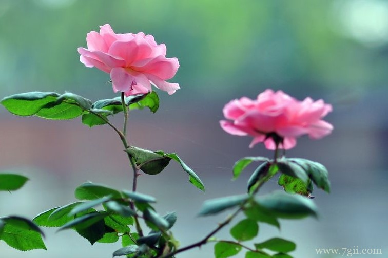 宿州市的市花是什么？