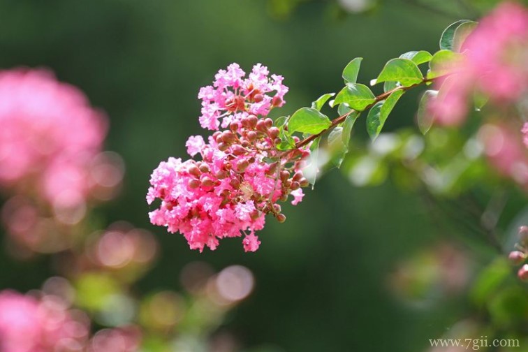 宣城市的市花是什么？