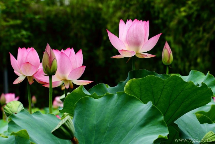 阜阳市的市花是什么？