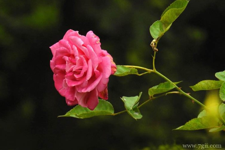 阜阳市的市花是什么？