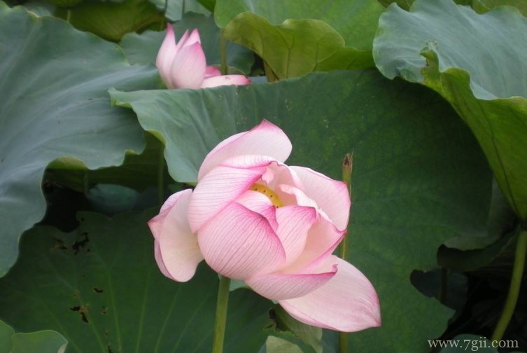阜阳市的市花是什么？