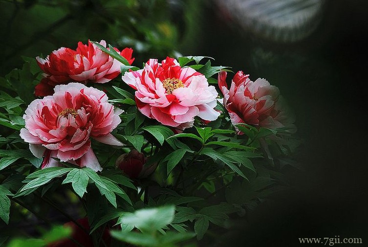 铜陵市的市花是什么？