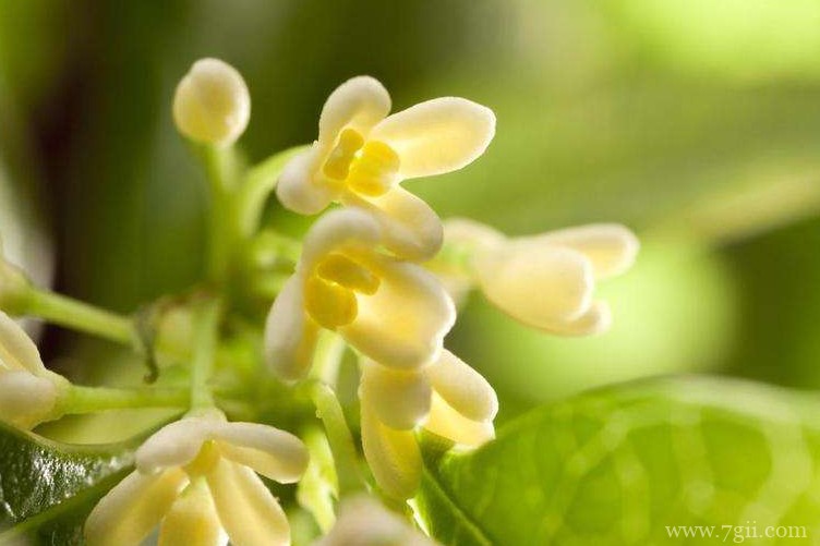 铜陵市的市花是什么？