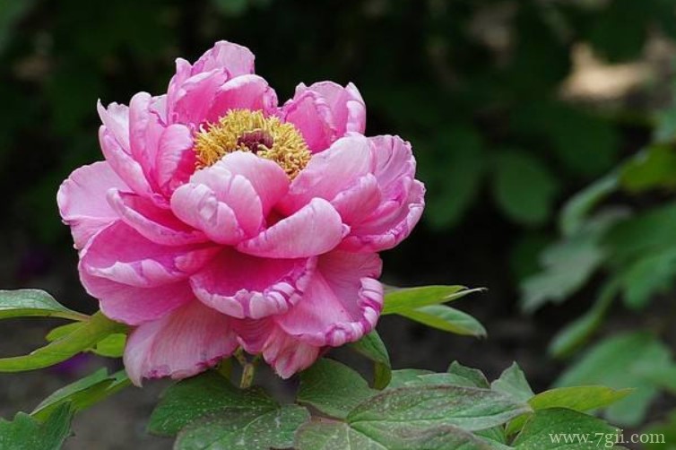 铜陵市的市花是什么？