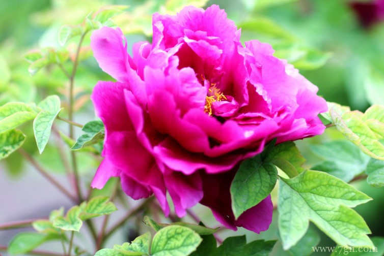 宁国市的市花是什么？