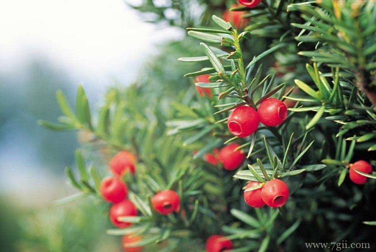 宁国市的市花是什么？