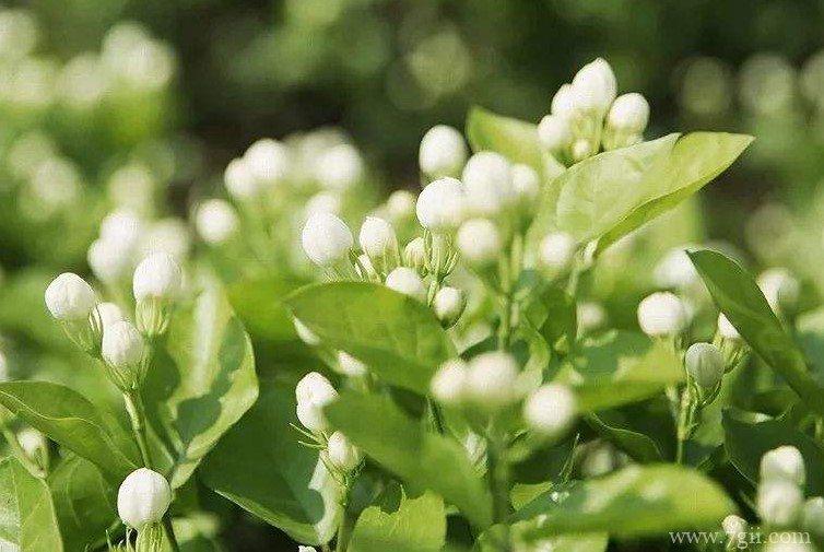 天长市的市花是什么？