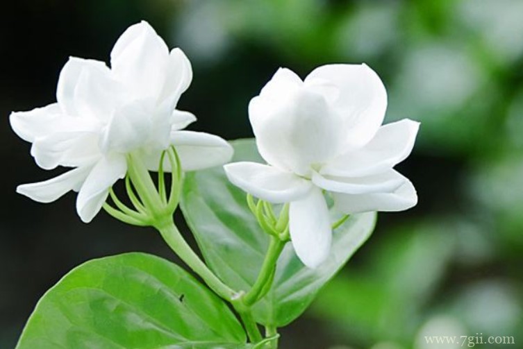 福州市的市花是什么？