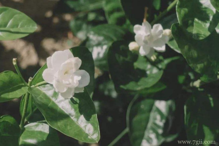 福州市的市花是什么？