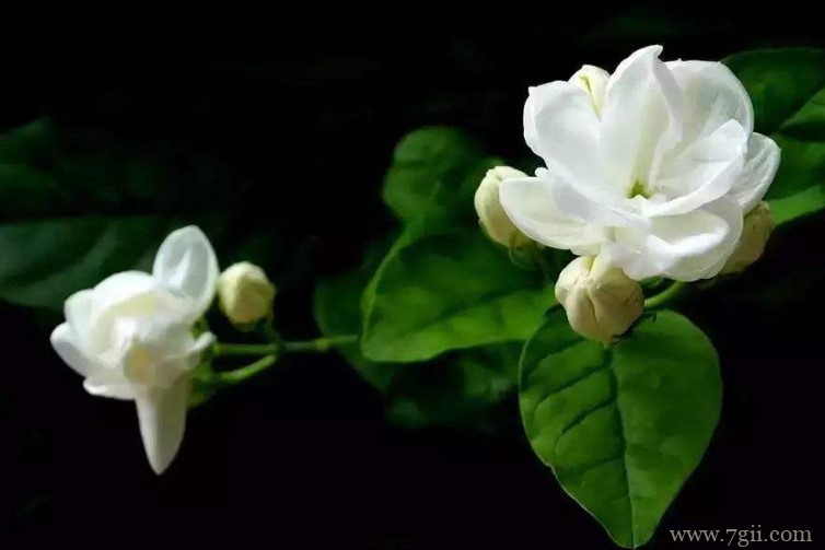 福州市的市花是什么？