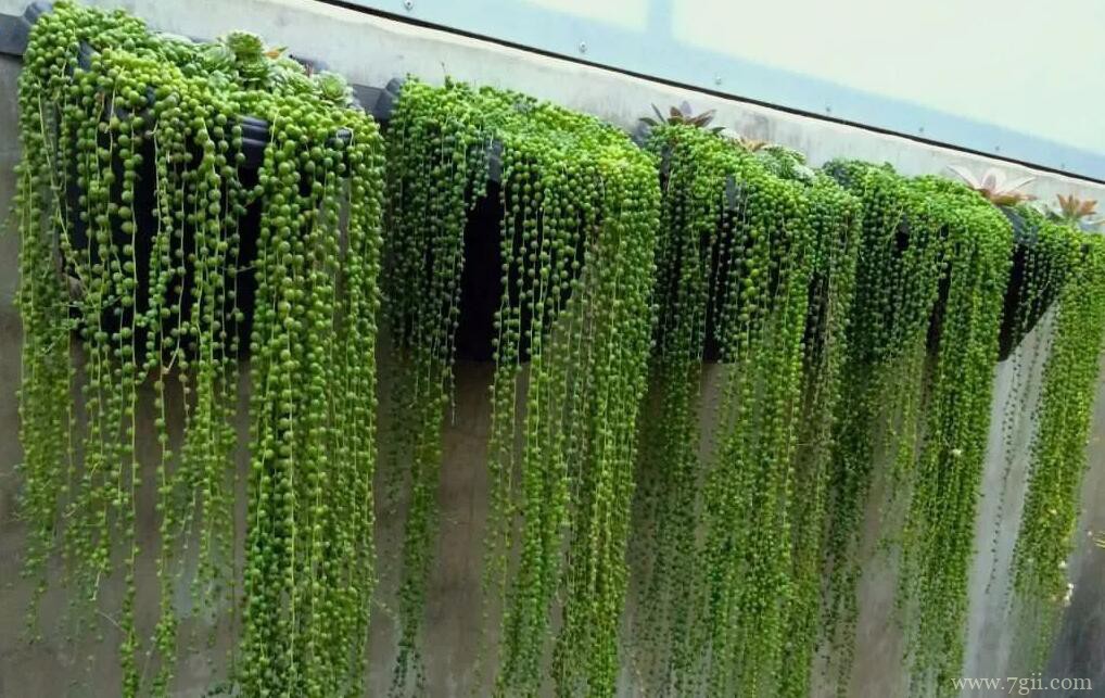 珍珠吊兰什么时候开花？珍珠吊兰的花期养护方法