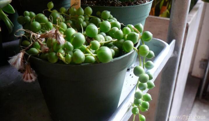 珍珠吊兰的种植方法和注意事项