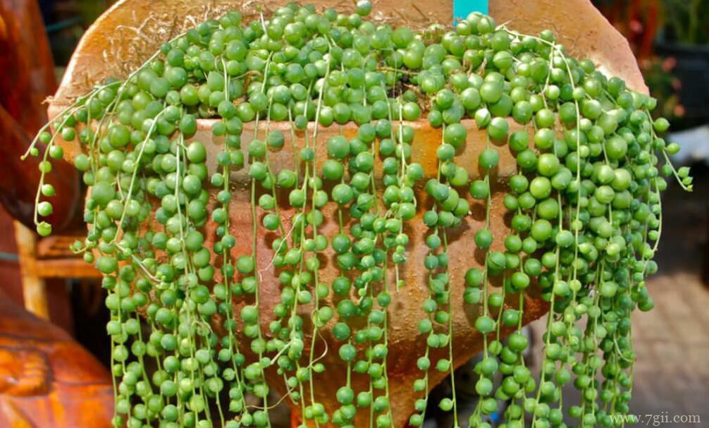 珍珠吊兰的种植方法和注意事项