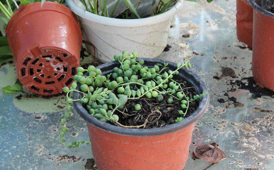 珍珠吊兰怎么扦插繁殖？