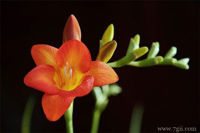 小苍兰的图片大全，小苍兰高清图片！