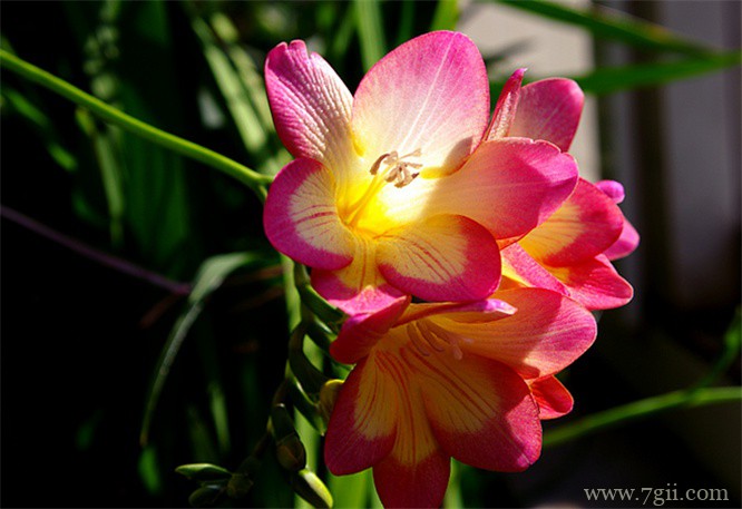 小苍兰的图片大全，小苍兰高清图片！